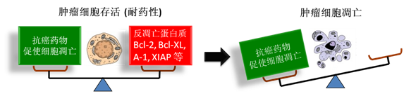 圖 1：腫瘤細胞通過反凋零蛋白產生耐藥性，對反凋零蛋白的抑制將改變平衡，消除腫瘤耐藥性。