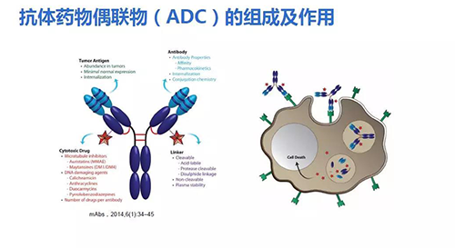 抗體藥物耦聯(lián)物（ADC）的組成及作用