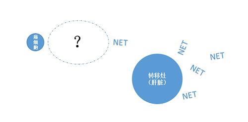 NET在癌細胞肝轉(zhuǎn)移中起到了重要作用