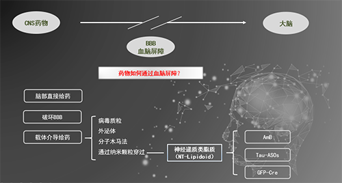 人工合成NT類脂質(zhì)開放血腦屏障，為CNS藥物打開新局面