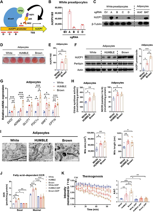 CRISPR-SAM對UCP1的內(nèi)源性激活觸發(fā)了人類白色脂肪細(xì)胞中的褐色樣表型