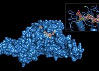Science重磅！一種“分子剪刀”如何成為COVID-19藥物的重要靶標(biāo)？