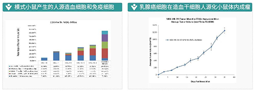 模式小鼠產生的人源造血細胞和免疫細胞-乳腺癌細胞在造血干細胞人源化小鼠體內成瘤