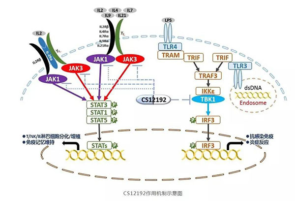 CS12192作用機制示意圖