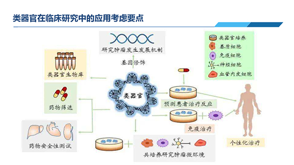 類器官在臨床研究中應用考慮要點.jpg 類器官在臨床研究中應用考慮要點.jpg