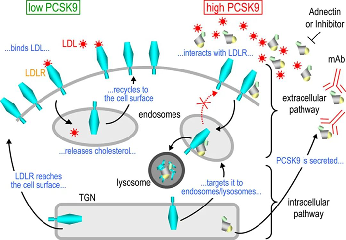 PCSK9-誘導(dǎo)-LDL-R-降解的細(xì)胞內(nèi)外途徑的示意圖.png PCSK9-誘導(dǎo)-LDL-R-降解的細(xì)胞內(nèi)外途徑的示意圖.png