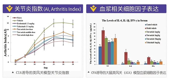 美迪西誘導的類風濕性關節炎模型-2.png