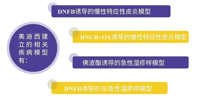 美迪西建立的特應性皮炎模型.png