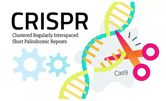 CRISPRCas9 系統(tǒng)高效可控的DNA剪切工具.png