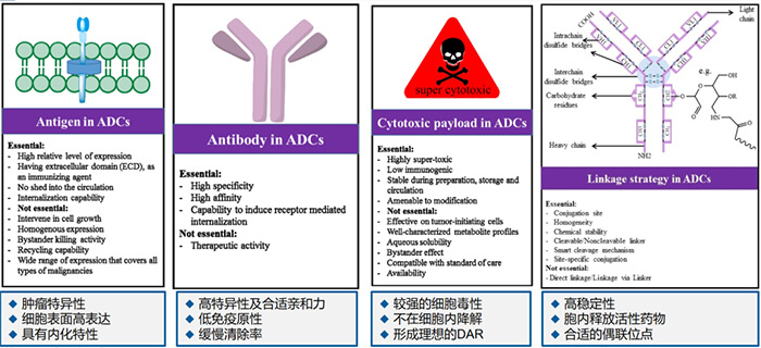 ADC藥物各組分成藥性的主要考慮要點.jpg ADC藥物各組分成藥性的主要考慮要點.jpg