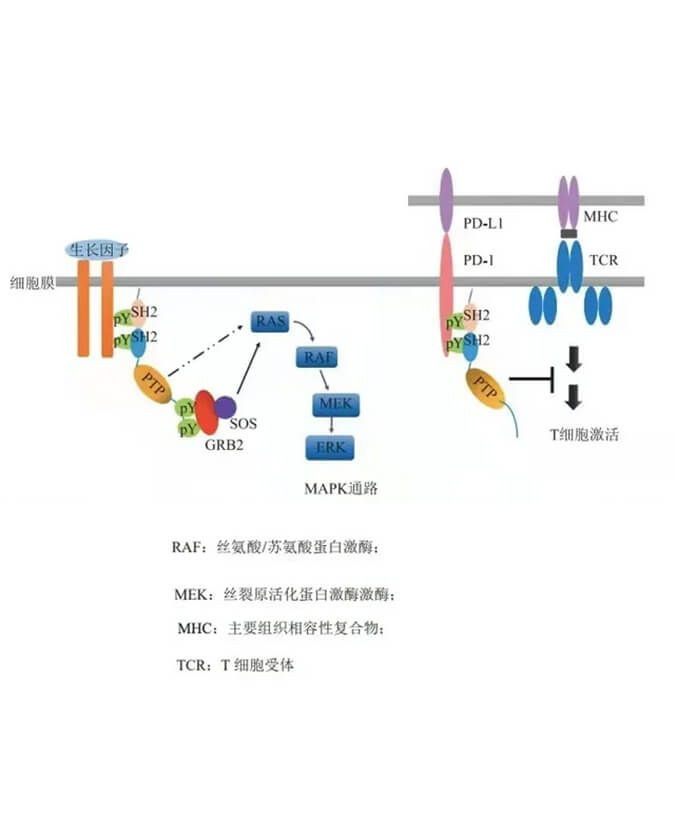 美迪西助力凌達生物SHP2變構抑制劑RG001片獲批臨床.jpg