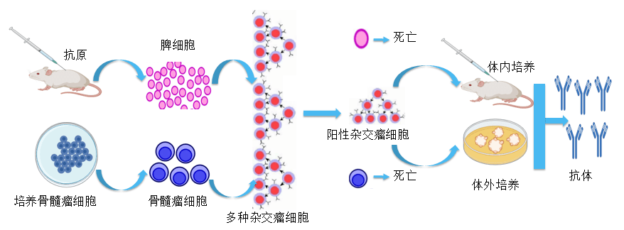 美迪西抗體開發平臺.png