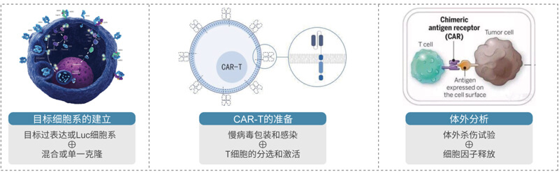 CAR-T的制備與評(píng)價(jià).jpg