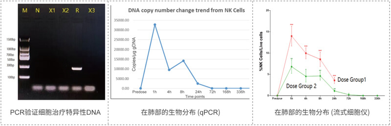 肺部細(xì)胞治療分布的檢測(cè).jpg