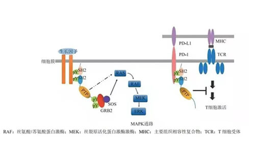 美迪西助力凌達(dá)生物SHP2變構(gòu)抑制劑RG001片獲批臨床.jpg