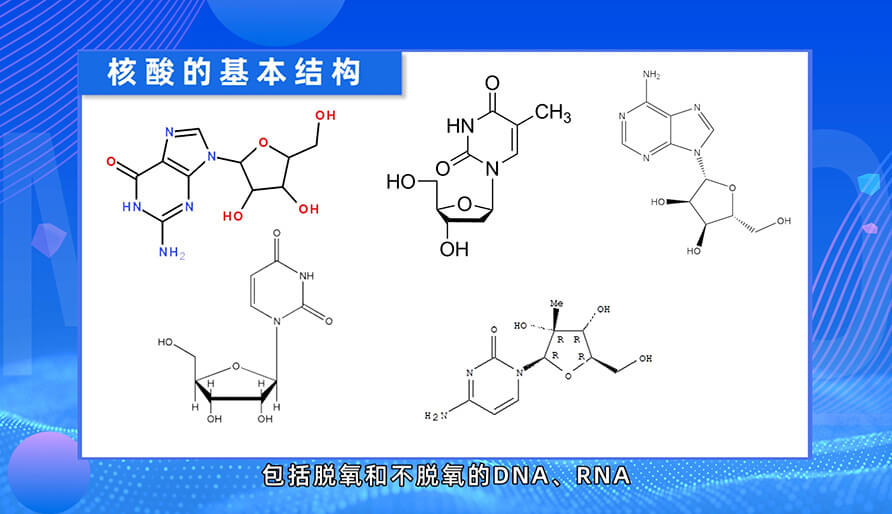 核酸藥物的基本結構是什么