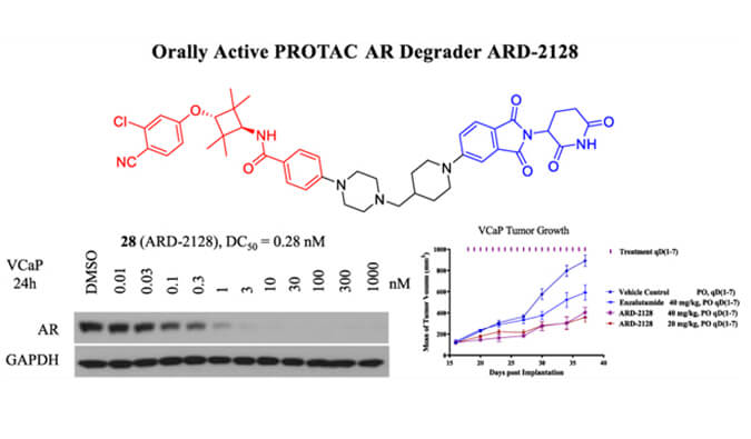 ARD-2128是一種PROTAC AR降解劑，具有出色的血漿和微粒體穩定性，體外穩定性和PK研究通過美迪西進行