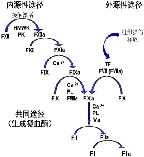 圖1--凝血通路機制圖.png