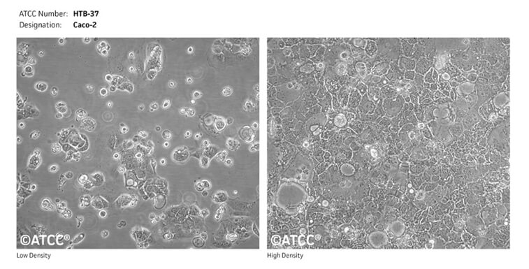 Caco-2細(xì)胞（來源--ATCC）.jpg