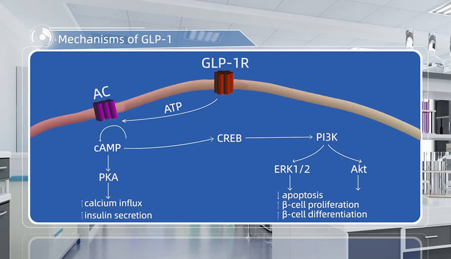 GLP-1 作用機制