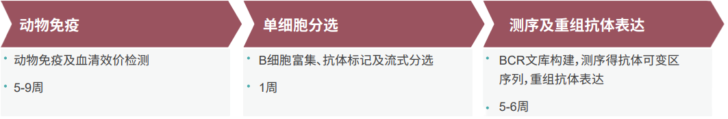 單B細胞抗體制備流程.png
