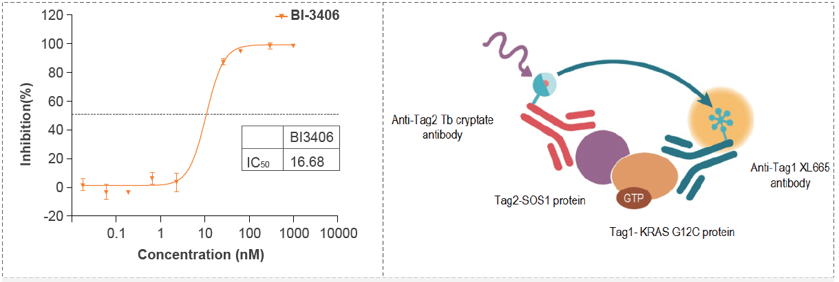 Kras G12C-SOS1結(jié)合的IC50活性測試篩選試驗化合物.png