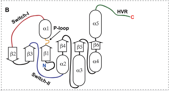 KRAS二級結(jié)構(gòu)的二維示意圖.png