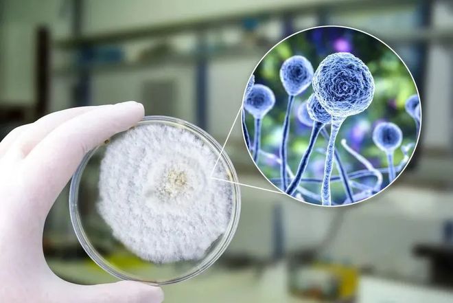 美迪西助力 | 祥根生物首款創新藥SG1001口服片劑中國IND獲批