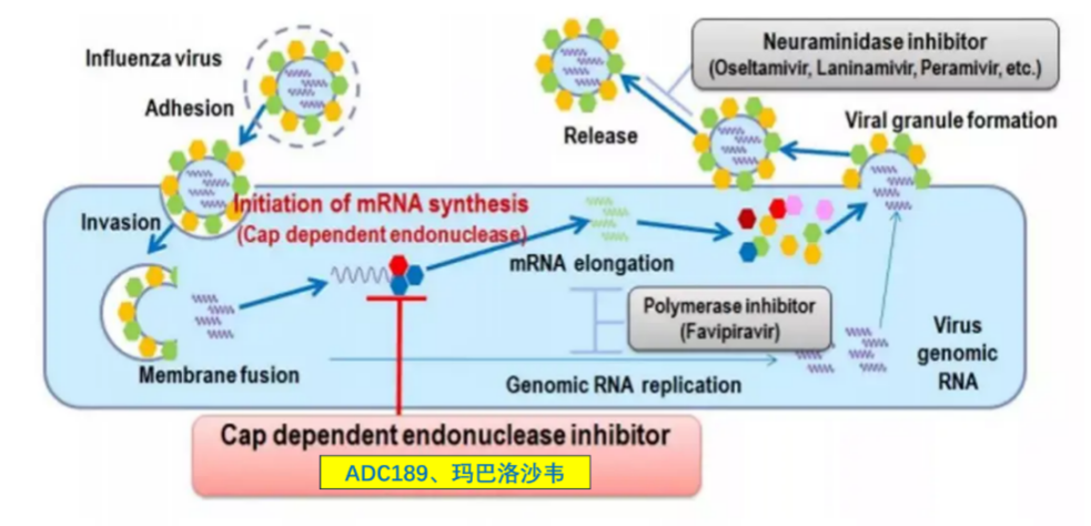 美迪西祝賀 | 安帝康生物抗流感創新藥瑪氘諾沙韋兒童適應癥III期臨床研究完成全部患者入組
